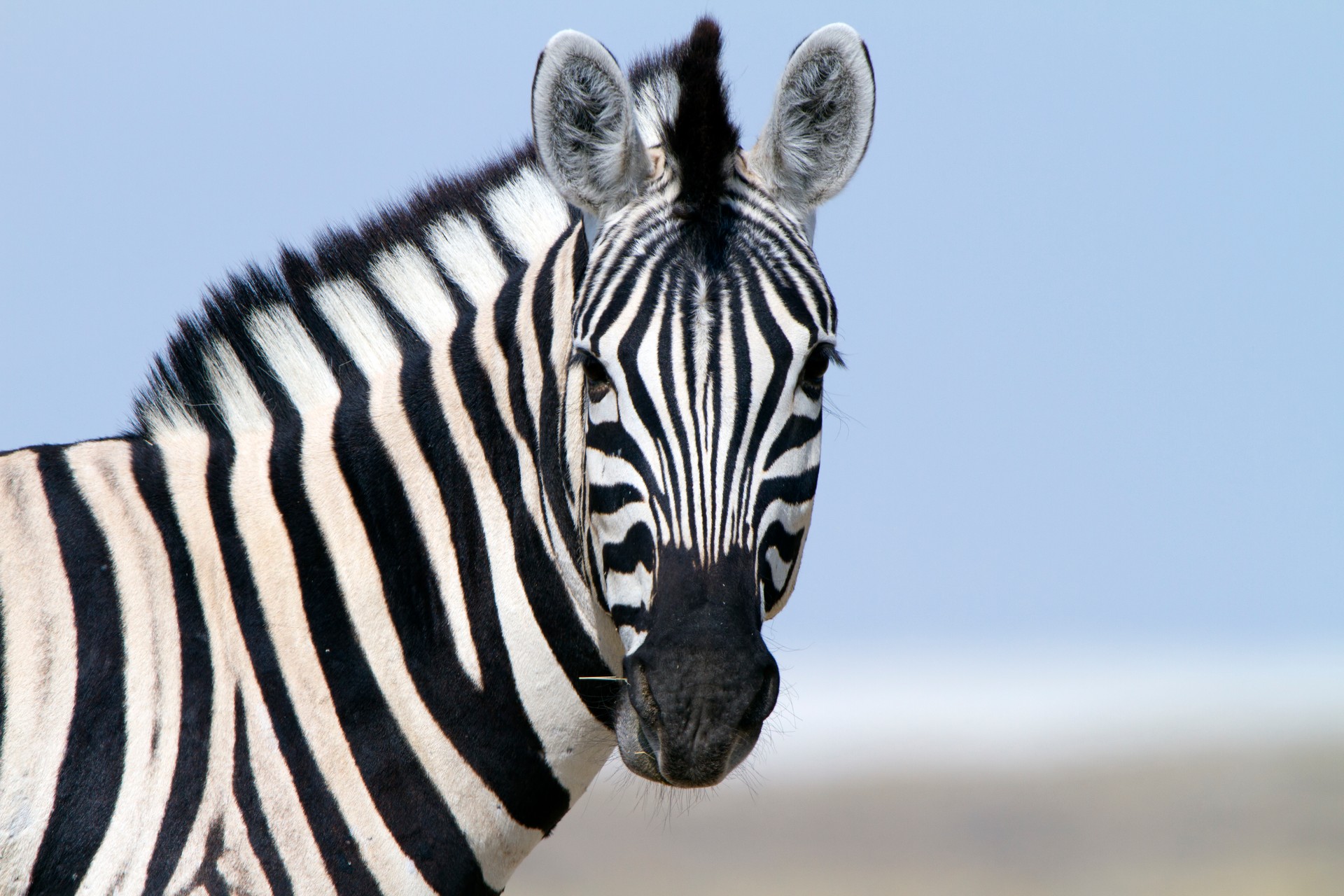 Zebra looking at camera, Etosha National Park, Namibia