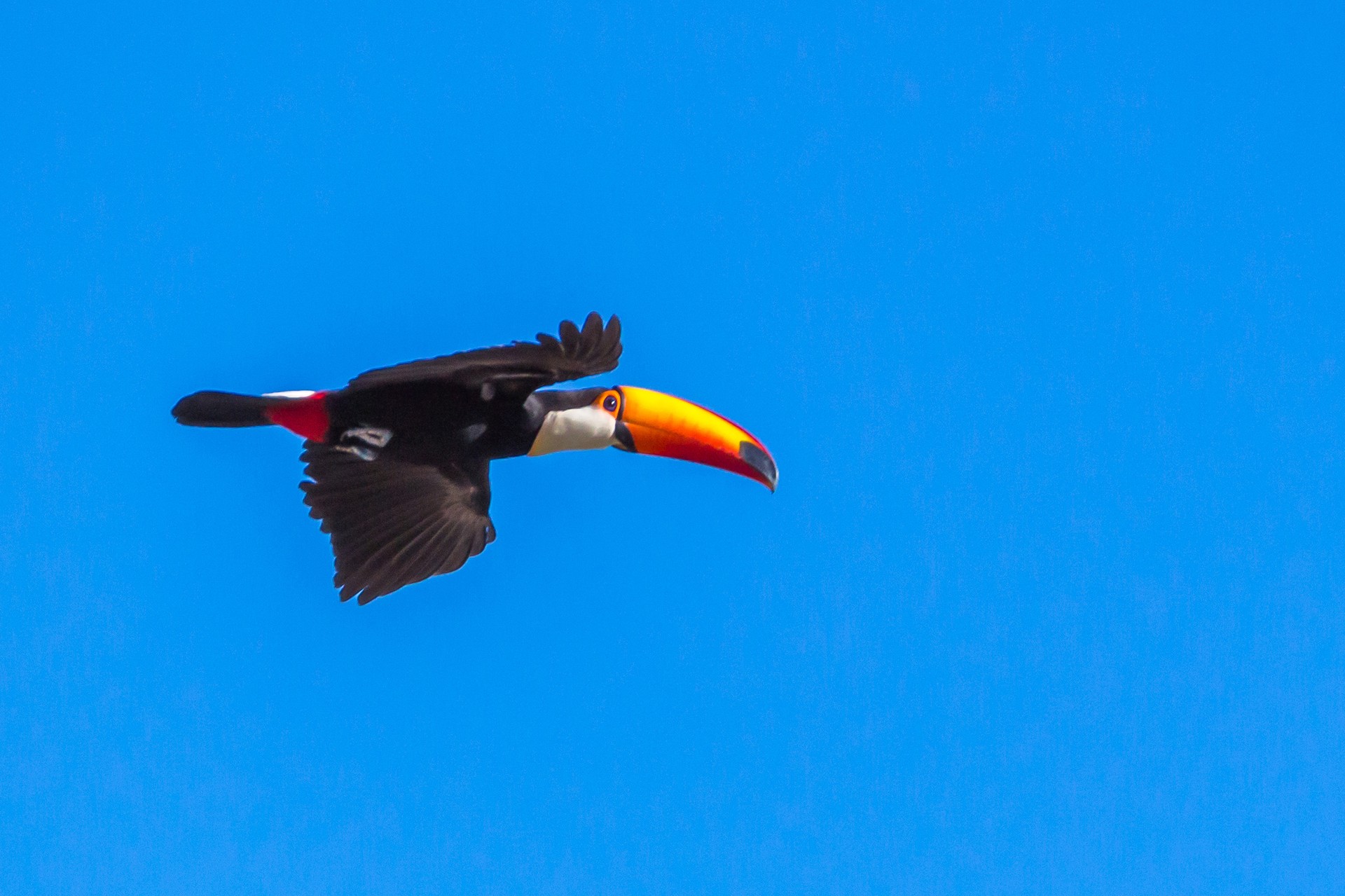 Toucan-Toco or Tucanuçu flying in a beautiful blue sky