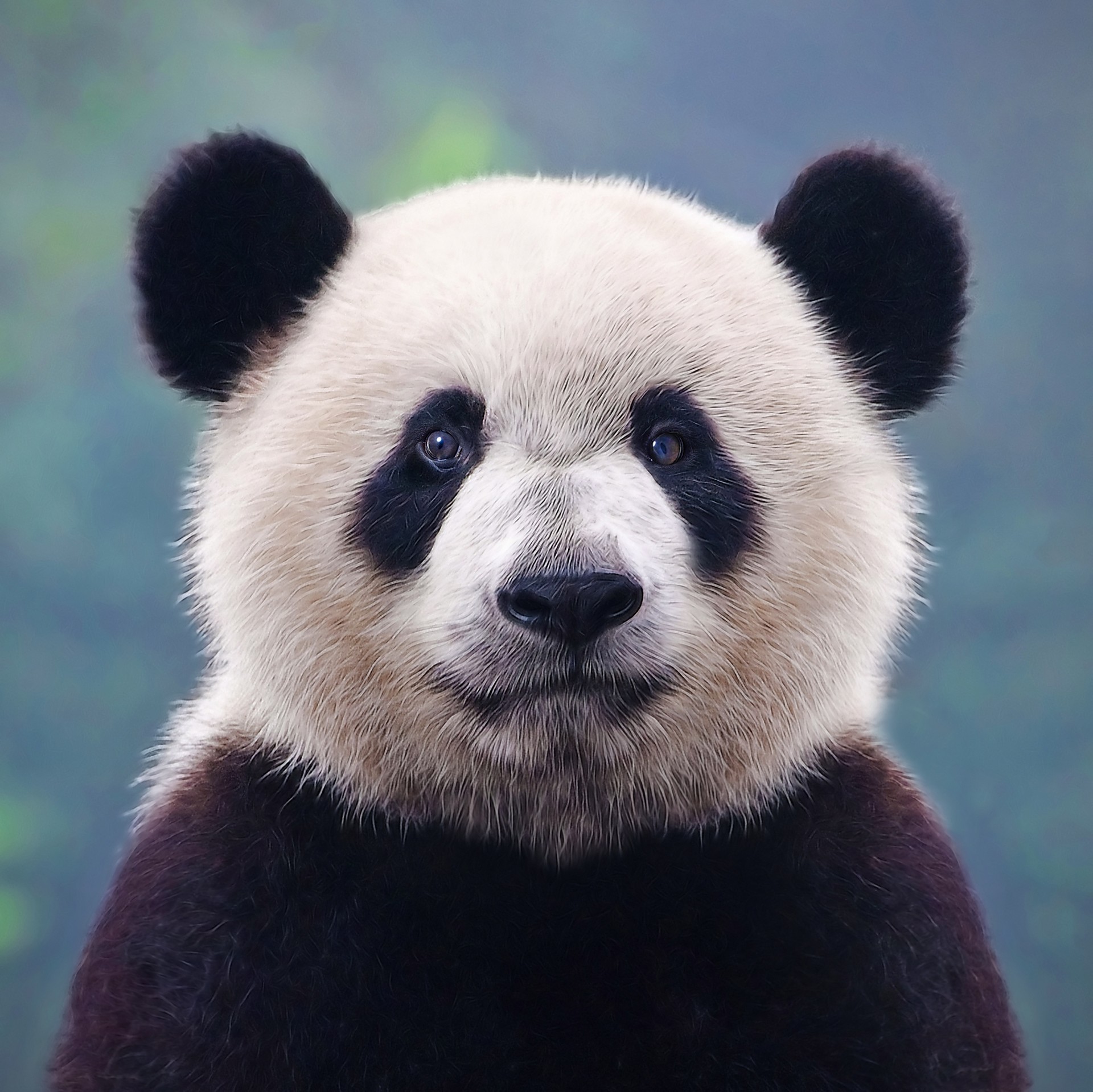 Closeup shot of a giant panda bear