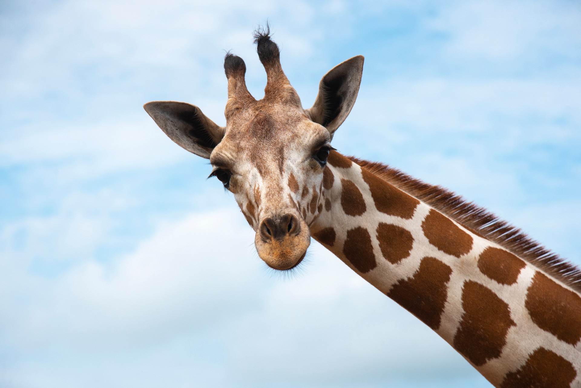 Closeup giraffe on blue sky background