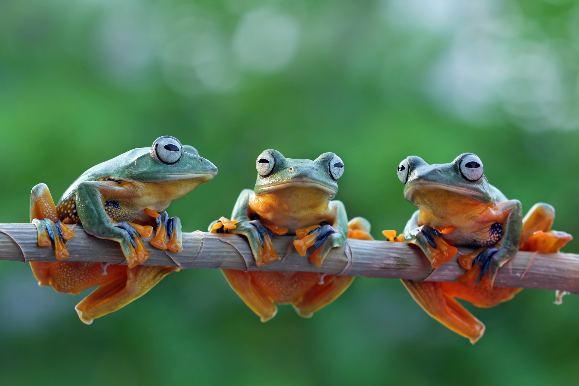 Group of Tree Frog on Branch